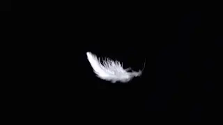 White Feather | Stock Footage - Videohive