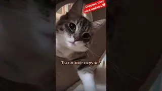 Котики 🐈 Ты по мне скучал? 🥲 #cat #funny #pets #catlover #animals #funnycat #kitten #cats