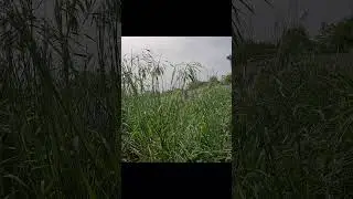 Оказался в тылу противника и дал хорошую гранату  