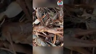 🦞🦞🦞🔥УРА У НАС ПОЯВИЛИСЬ РАКИ🔥🦞🦞🦞