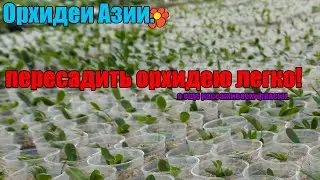 НИКТО не показывал - КАК ПЕРЕСАДИТЬ ОРХИДЕЮ!