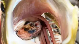 Pescasub: Quasi un record!