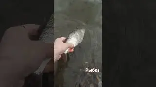 рыбка #рыбалка #рыба