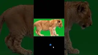 Lion Cub sits down Green Screen Effect #animals #lioncub #greenscreen #chromakey #vfx