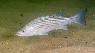 Lake Texoma striper trolling