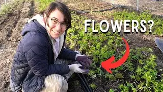 Planting Out The Final Greenhouse