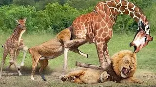 Incredible Moment Lion Attacks Giraffe