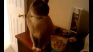 Cat Wants Treats Attempt #1 - Success!