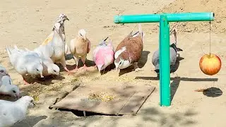 Easy And Fast Pigeon Trap Using Apple With PVC Pipe | 