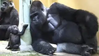 Gorilla⭐️Momotaro saw Kintaro who seemed to want to play and touched it gently.【Momotaro family】