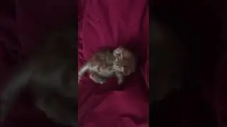 Котёнок мейн кун 1 месяц