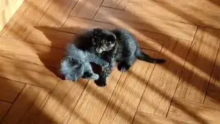 хабіб vs конор