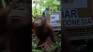 Epic Orangutan Release #amazingmoments #orangutan #indonesia #animals