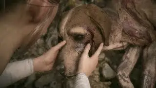 Lion's Death And Opening Title A Plague Tale Innocence