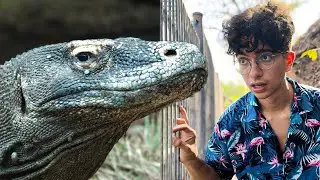 Encontramos Dragones de Komodo que Comen Humanos…