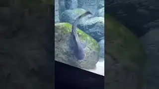 Rahatlatıcı videolar