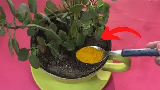 1 colher de chá disso sob qualquer planta, vai te surpreender!