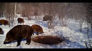 Жизнь кабанов