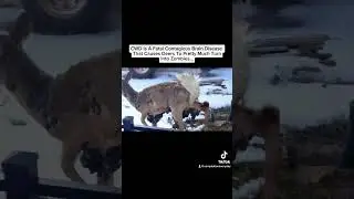 Terrifying Videos That You Need To See!😨 #shorts