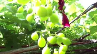 Ранний виноград 2017: - результат удаления коронки побега.