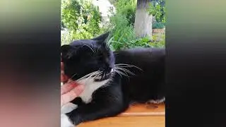 Котик ласковый и нежный. 