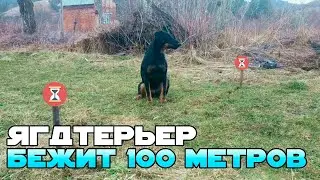 ЯГДТЕРЬЕР ФИОНА 9 МЕСЯЦЕВ БЕЖИТ 100 МЕТРОВ НА ВРЕМЯ.
