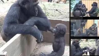 Gorilla⭐️Don't touch! Kintaro is interested in his dad, but Genki does not allow it【Momotaro family】
