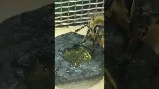 ПЧЕЛА 🐝 ВОРОВКА