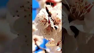 Здравствуй МАЙ! ( музыкальная открытка) 1 мая 