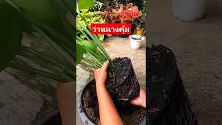 ว่านนางคุ้มแยกขยายง่ายๆ