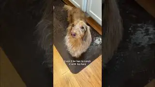 Anyone else’s dog a magnet to them especially in the kitchen?😅 #funnydogs #funny #dachshund #lol