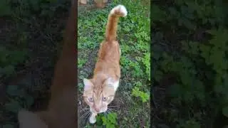 Рыжий кот прыгает 🐱🐱🐱