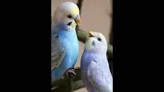 Прикол про попугаев (часть 2)