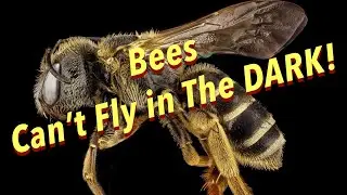 Bees Can’t fly in the DARK
