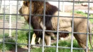2nd Lions Video.