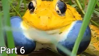The ENTIRE Indian bull frog lore & appearances Part 6 Urban Rescue Ranch