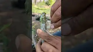Plumeria grafting easy technique #shorts