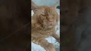 Приобщаемся  к Прекрасному. Джокер не сдержался,запел. Кот Джокер,Мейн кун.