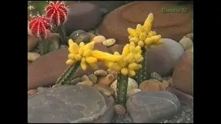 Никита.1998 год.(01)(Личный архив)