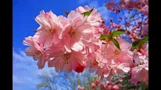 Ich habe den Frühling gesehen