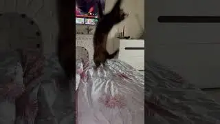 #домашниеживотные #кошка #нашакошка #cat