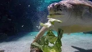 Green Sea Turtles are Ancient