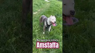 Вы захотели купить Амстаффа ? 