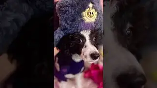 Человек собаке друг 💖🐩💋 #моймармеладный #poodle #russia