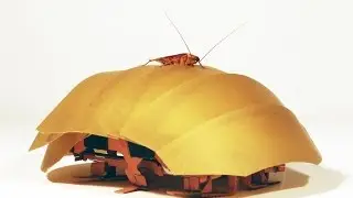 Cockroach robots to the rescue!
