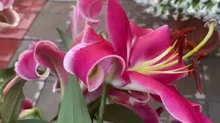 Лилия