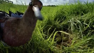 Grutto Nest Scene  - Bird Character Animation in Cinema 4D