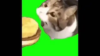 Here kitty u can has cheezeburger green screen 