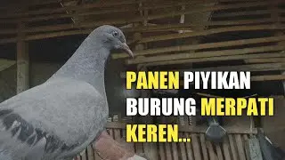 REVIEW PIYIKAN MERPATI SUPER KEREN PART2