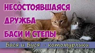 Failed friendship basi and Stepan.